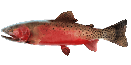 RIO GRANDE CUTTHROAT TROUT