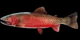 RIO GRANDE CUTTHROAT TROUT