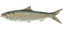 SKIPJACK SHAD