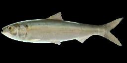 SKIPJACK SHAD