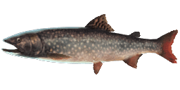 SPLAKE TROUT