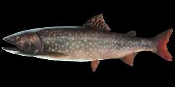 SPLAKE TROUT