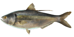 THREADFIN SHAD