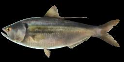 THREADFIN SHAD