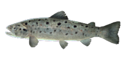 BLACK SEA SALMON