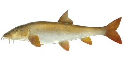 MOLDOVAN BARBEL