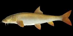 MOLDOVAN BARBEL