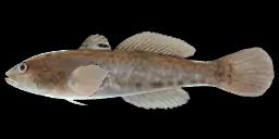 MONKEY GOBY