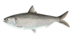 PONTIC SHAD