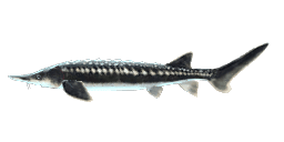 STARRY STURGEON