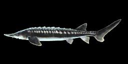 STARRY STURGEON