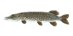 UKRAINIAN PIKE