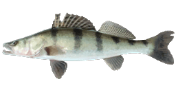 VOLGA PIKEPERCH