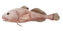 BLOBFISH