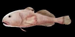 BLOBFISH