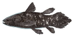 COELACANTH