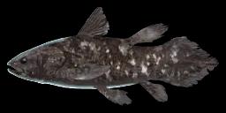 COELACANTH