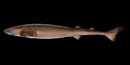 COOKIECUTTER SHARK