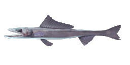 DEEPSEA LIZARDFISH