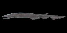 FRILLED SHARK