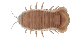 GIANT ISOPOD