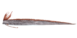 GIANT OARFISH