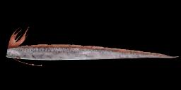 GIANT OARFISH