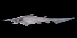 GOBLIN SHARK