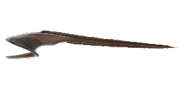 PELICAN EEL