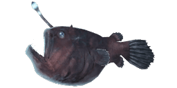 SEADEVIL ANGLERFISH