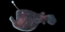 SEADEVIL ANGLERFISH