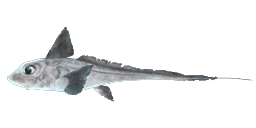 SILVER CHIMAERA