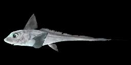 SILVER CHIMAERA