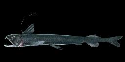 VIPERFISH