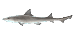 ARABIAN SMOOTH-HOUND