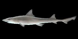 ARABIAN SMOOTH-HOUND