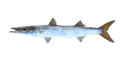 BIGEYE BARRACUDA