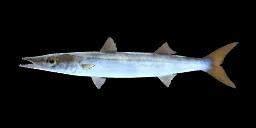 BIGEYE BARRACUDA