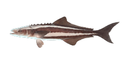 COBIA