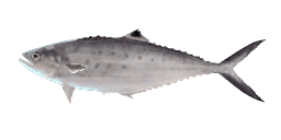 DOUBLESPOTTED QUEENFISH