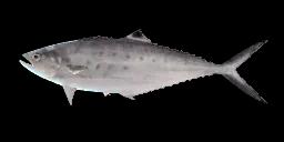 DOUBLESPOTTED QUEENFISH