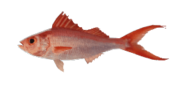 FLAME SNAPPER