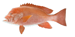 HUMPHEAD SNAPPER