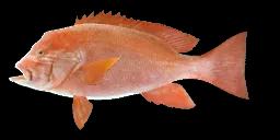 HUMPHEAD SNAPPER