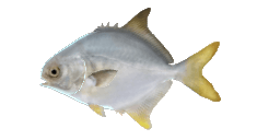 INDIAN POMPANO