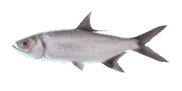 INDO-PACIFIC TARPON