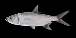 INDO-PACIFIC TARPON