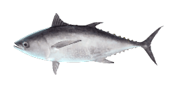 LONGTAIL TUNA