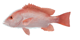 MALABAR BLOOD SNAPPER