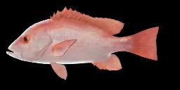 MALABAR BLOOD SNAPPER